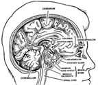 Cross section of human brain