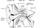 Internal Anatomy of the Human Ear