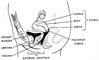 Internal Female Genitalia
