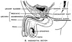 Internal Male Anatomy
