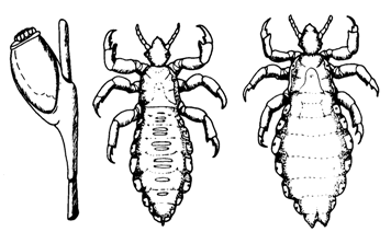 Life Cycle of Lice