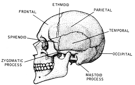 Chapter 3 Anatomy And Physiology