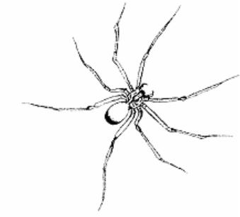 Brown Recluse Spider