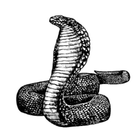 Cobra Snake