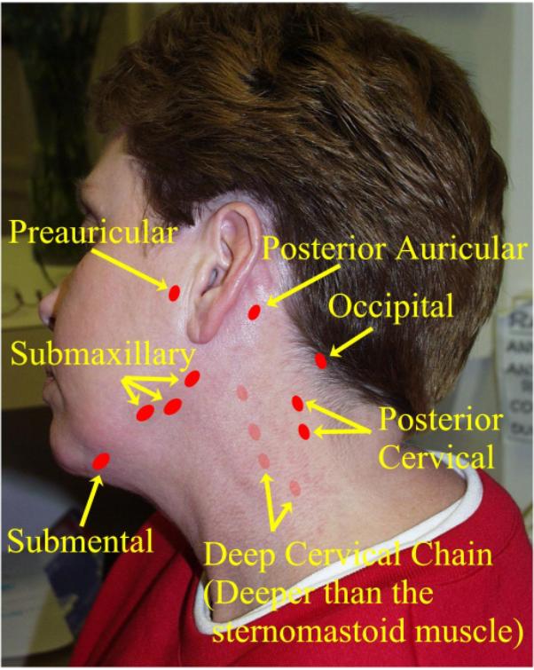 General Medical Officer Gmo Manual Clinical Section Lymphadenopathy