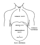 Basic Human Physiology Distance Learning Course