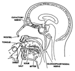 Anatomy of Smell