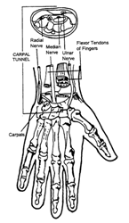 Anatomy of the Hand