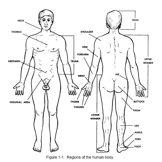 External Human Anatomy, Front and Back