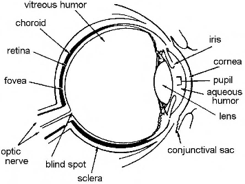 Anatomy of the Eye