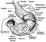 Stomach Anatomy