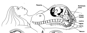 Anatomy of Labor