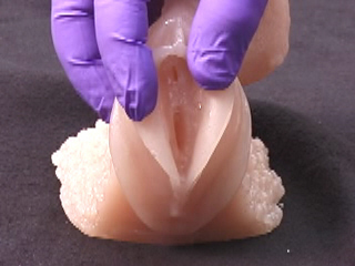 Female Catheterization Model